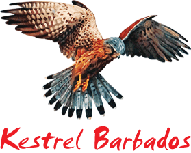 Kestrel Barbados logo